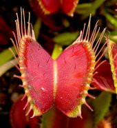 Venus Fly Trap Tohumu Ekim Seti 5 Tohum Venüs Fly Trap Etobur - 5