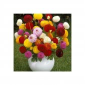 Dahlia Çiçeği Tohumu Ekim Seti 5 Tohum + Saksı+Toprak+Süpriz - 2