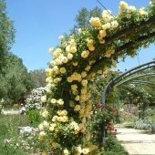 Sarı Sarmaşık Gül Tohumu 5 Tohum Sarmaşık Gülü Tohumu + Süpriz He - 2