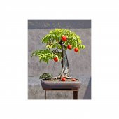 Şeftali Bonzai Ağacı Tohumu 1 Tohum + Süpriz Hediye Bonsai Tohumu - 2