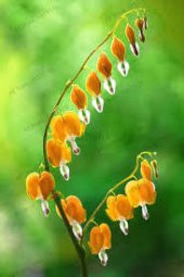 Turuncu Dicentra Çiçeği Tohumu Ekim Seti 5 Tohum + Saksı + Toprak - 3