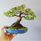 Bodur Beyaz Dut Bonzai Ağacı Tohumu 5 Tohum +Süpriz Bonsai Tohumu - 3
