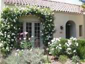 Beyaz Sarmaşık Gül Tohumu 5 Tohum Sarmaşık Gülü Tohumu + Süpriz - 4