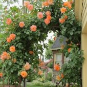 Turuncu Sarmaşık Gül Tohumu 5 Tohum Sarmaşık Gülü Tohumu + Süpriz - 4