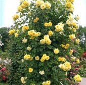 Sarı Sarmaşık Gül Tohumu 5 Tohum Sarmaşık Gülü Tohumu + Süpriz He - 3