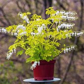 Beyaz Dicentra Çiçeği Tohumu Ekim Seti 5 Tohum + Saksı + Toprak - 5