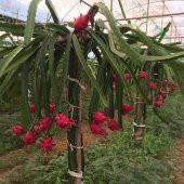 Saksılık Kırmızı Pitaya Tohumu Ekim Seti 5 Tohum + Saksı + Toprak - 4