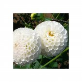 Dahlia Çiçeği Tohumu Ekim Seti 5 Tohum + Saksı+Toprak+Süpriz - 4