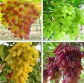 4 Farklı Çeşit Üzüm Tohumu 8 Tohum + Srüpzi Hediye Tohum - 1