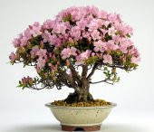 Bodur Pembe Zakkum Bonzai Ağacı Tohumu Ekim Seti 5 Tohum +Saksı+ thumbnail 1