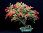 Callistemon Bonzai Ağacı Tohumu 30 Tohum + Süpriz Bonsai Tohumu - 2