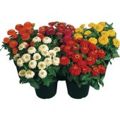 Zinna Çiçeği Tohumu 5 Tohum + Süpriz Hediye Tohum - 1