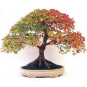 Çınar Bonzai Ağacı Tohumu 5 Tohum + Süpriz Hediye Bonsai Tohumu - 1