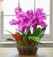 Pembe Orkide Tohumu 5 Tohum + Süpriz Hediye Tohum - 2