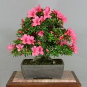 Bodur Pembe Zakkum Bonzai Ağacı Tohumu Ekim Seti 5 Tohum +Saksı+ thumbnail 2