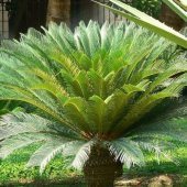 Cycas Tohumu 3 Tohum Sikas Tohumu + Süpriz Hediye Tohum - 2