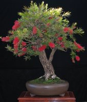 Callistemon Bonzai Ağacı Tohumu 30 Tohum + Süpriz Bonsai Tohumu - 3