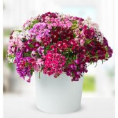 Hüsnü Yusuf Çiçeği Tohumu 10 Tohum Hüsnüyusuf Çiçek Tohumu +Süpri thumbnail 1