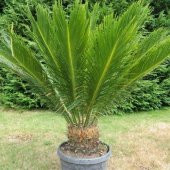 Cycas Tohumu 3 Tohum Sikas Tohumu + Süpriz Hediye Tohum - 3