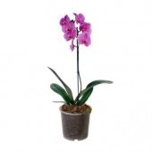 Pembe Orkide Tohumu 5 Tohum + Süpriz Hediye Tohum - 3