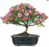 Bodur Orkide Bonzai Ağacı Tohumu Ekim Seti 5 Tohum +Saksı+Toprak - 1