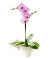 Pembe Orkide Tohumu 5 Tohum + Süpriz Hediye Tohum - 4