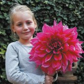 Dev Dahlia Çiçeği Tohumu Ekim Seti 5 Tohum + Saksı + Toprak - 2