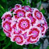 Hüsnü Yusuf Çiçeği Tohumu 10 Tohum Hüsnüyusuf Çiçek Tohumu +Süpri thumbnail 2