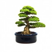 Bodur Fıstık Çamı Bonzai Ağacı Tohumu 2 Tohum + Süpriz Bonsai Toh - 1