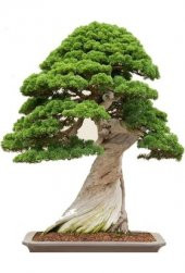 Bodur Okaliptüs Bonzai Ağacı Tohumu 5 Tohum +Süpriz Bonsai Tohumu - 1
