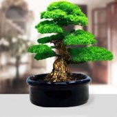 Bodur Fıstık Çamı Bonzai Ağacı Tohumu 2 Tohum + Süpriz Bonsai Toh - 2