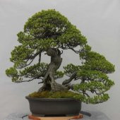 Bodur Okaliptüs Bonzai Ağacı Tohumu 5 Tohum +Süpriz Bonsai Tohumu - 2