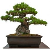 Bodur Okaliptüs Bonzai Ağacı Tohumu 5 Tohum +Süpriz Bonsai Tohumu - 3