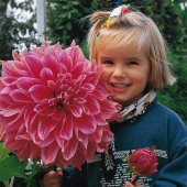 Dev Dahlia Çiçeği Tohumu Ekim Seti 5 Tohum + Saksı + Toprak - 4