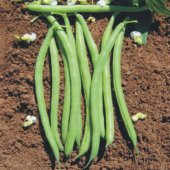 Demir Magnumax Fasulye Tohumu 15 Tohum + Süpriz Hediye Tohum thumbnail 3