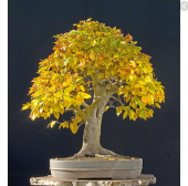 Bodur Sarı Alıç Bonzai Ağacı Tohumu 3 Tohum Bonsai Ağacı Tohumu thumbnail 1