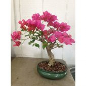 Bodur Orkide Bonzai Ağacı Tohumu 5 Tohum + Süpriz Bonsai Tohumu - 3