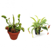 Venüs Fly Trap + Nephentes Etçil Bitki Tohumu Ekim Seti Etobur - 1