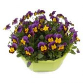 Hercai Menekşe Çiçeği Tohumu 10 Tohum + Süpriz Hediye Tohum - 1