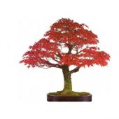 Bodur Red Maple Bonzai Ağacı Tohumu 5 Tohum + Süpriz Bonsai Tohum - 1