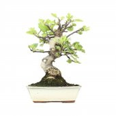 Siyah İncir Ağacı Bonzai Tohumu 5 Tohum Bonsai Ağacı Tohumu - 1