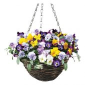 Hercai Menekşe Çiçeği Tohumu 10 Tohum + Süpriz Hediye Tohum - 2