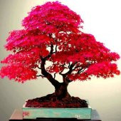 Bodur Red Maple Bonzai Ağacı Tohumu 5 Tohum + Süpriz Bonsai Tohum - 2