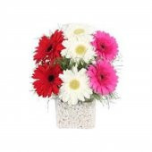 Karışık Gerbera Çiçeği Tohumu 5 Tohum Jerbera Çiçeği Çiçek Tohumu - 1