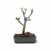 Siyah İncir Ağacı Bonzai Ağacı Tohumu Ekim Seti 5 Tohum +Saksı+To thumbnail 2