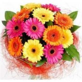 Karışık Gerbera Çiçeği Tohumu 5 Tohum Jerbera Çiçeği Çiçek Tohumu - 2