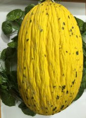 Kırkağaç Kavunu Tohumu 15 Tohum Kavun Tohumu +Süpriz Hediye Tohum - 2