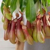 Venüs Fly Trap + Nephentes Etçil Bitki Tohumu Ekim Seti Etobur - 5