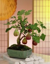 Siyah İncir Ağacı Bonzai Tohumu 5 Tohum Bonsai Ağacı Tohumu - 3
