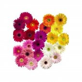 Karışık Gerbera Çiçeği Tohumu 5 Tohum Jerbera Çiçeği Çiçek Tohumu - 3